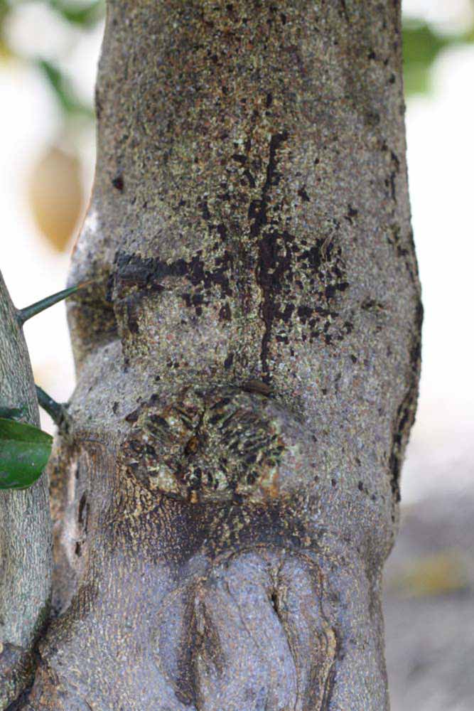                Bark (S-1, Riverside, CA)       